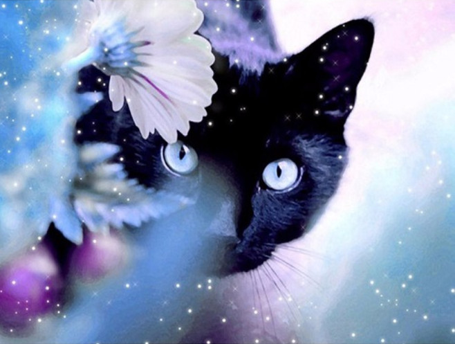 Amparo Miranda® Diamantový obrázek Černá kočka