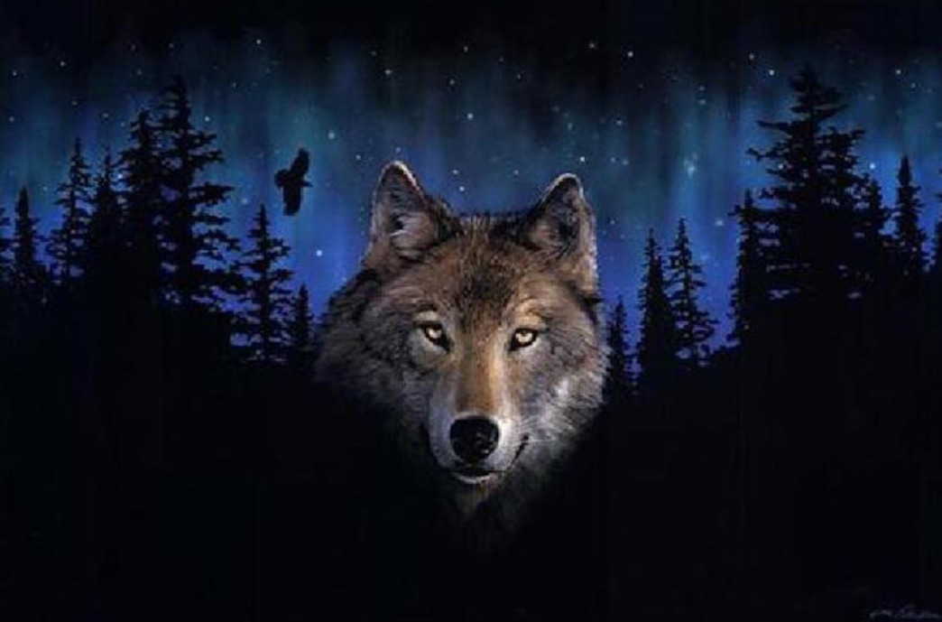 Malování podle čísel Vlk v temném lese