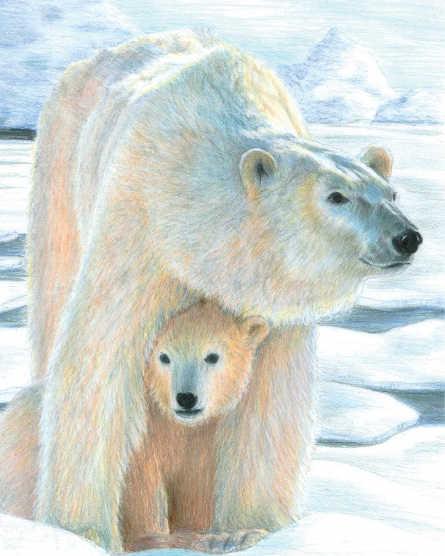 Royal Langnickel Malování podle čísel pastelkami Lední medvěd