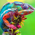 Diamantový obrázek Barevný chameleón