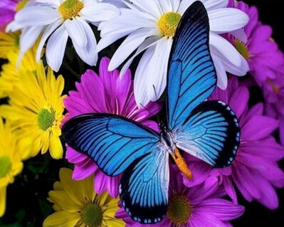 Diamantový obrázek Modrý motýl