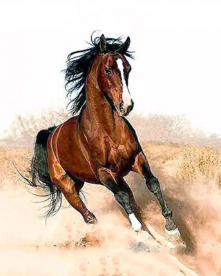 Malování podle čísel Běžící kůň