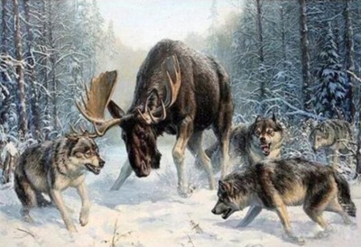 Malování podle čísel Los mezi vlky