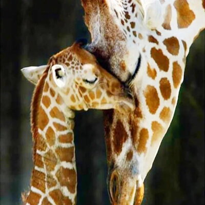 Diamantový obrázek Žirafa s mládětem