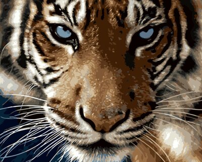 Malování podle čísel Pohled tygra