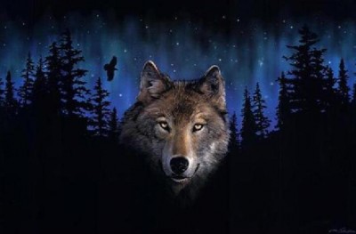 Malování podle čísel Vlk v temném lese