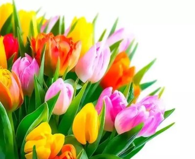 Malování podle čísel Kytice tulipánů
