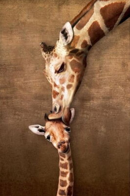 Malování podle čísel Polibek žirafí mámy 