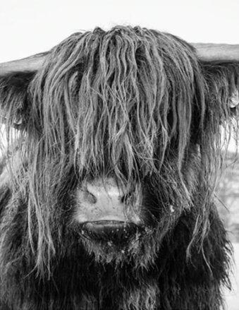 Malování podle čísel Yak DX1578