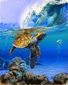 Malování podle čísel Mořská želvička